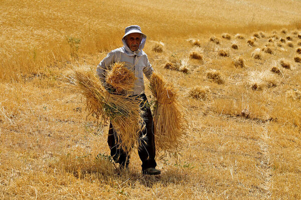 بدهی ۴۵هزار میلیارد تومانی دولت به گندمکاران