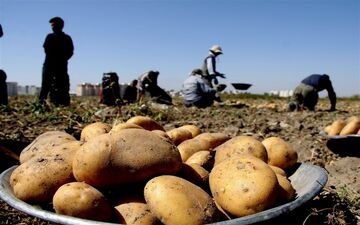 افزایش مجدد قیمت سیب زمینی/گرانی عجیب نوبرانه‌های بهار