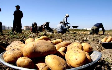 افزایش مجدد قیمت سیب زمینی/گرانی عجیب نوبرانه‌های بهار