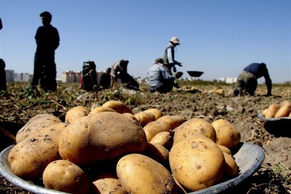 کاهش 20درصدی کشت سیب‌زمینی در کشور/ خشکسالی چه بلایی بر سر سفره خانوار می‌آورد؟