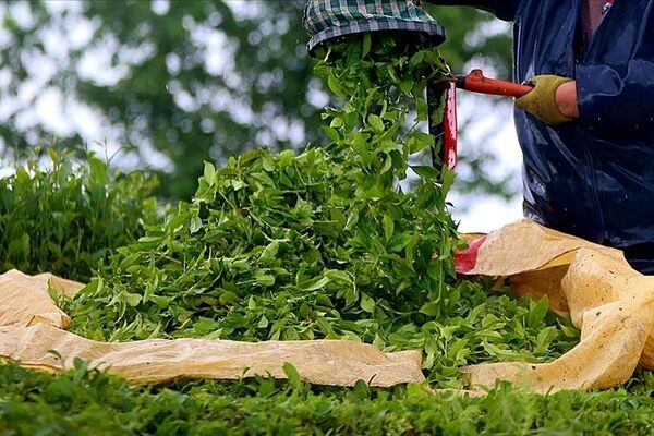 اختصاص ۷۹ درصد ارز نیمایی تخصیص یافته برای واردات چای به یک گروه تجاری 