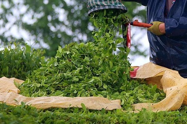 اعلام قیمت جدید چای؛ از ۵۰ هزارتومان تا ۴۰۰ هزارتومان