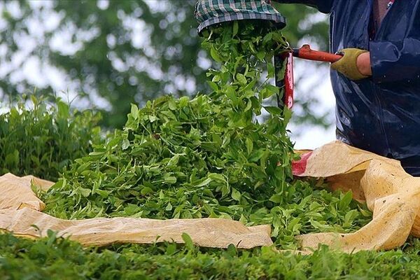 اختصاص ۷۹ درصد ارز نیمایی تخصیص یافته برای واردات چای به یک گروه تجاری 