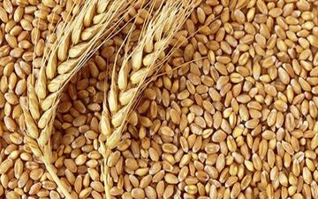 افزایش 6 دلاری قیمت گندم در یک روز