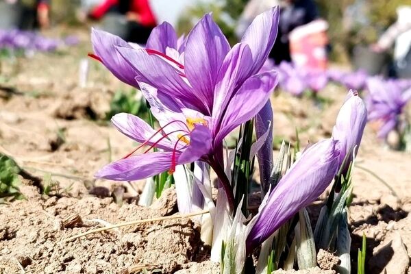 روش سرمایه‌گذاری در طلای سرخ/ چگونه از بورس کالا زعفران بخریم؟ 