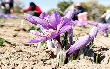 قانونی که ریشه صادرات زعفران را خشکاند 