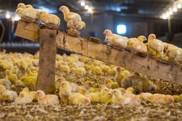 قیمت ۲۵۰تا۲۶۰هزار تومانی هر کیلو مرغ زنده