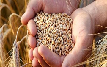 اعلام قیمت تضمینی «جو» برای سال۱۴۰۳