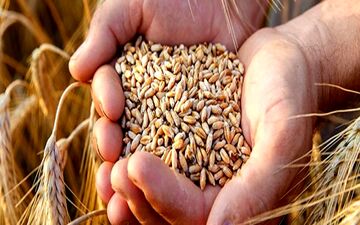 ناپدید شدن 53 هزار تن گندم در گلستان