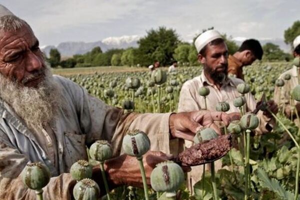 سهم ۱۴درصدی تجارت مواد مخدر از تولید ناخالص داخلی افغانستان/ طالبان به مخدرهای جدید دست یافته؟