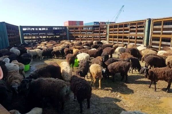 افزایش قیمت دام زنده/ گوشت گران‌تر می‌شود؟