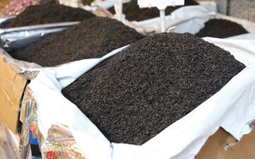چای دبش اختلاس بزرگ قرن را رقم زد/ تهاتر نفت با چای، چایکاران داخلی را دچار مشکل می‌کند 
