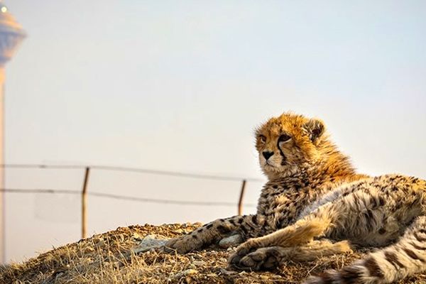 تلاش‌ها برای احیای پیروز بی نتیجه ماند