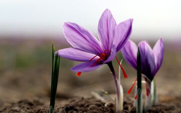زعفران ایرانی به نام طالبان / بازارهای صادراتی طلای سرخ از دست می‌رود؟
