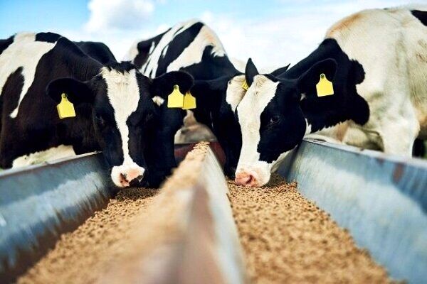بازار لبنیات دوباره تب کرد 