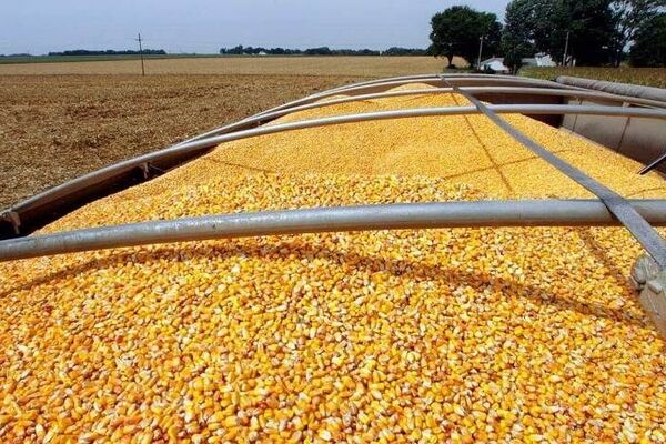 طلب ۱.۵ میلیارد یورویی واردکنندگان نهاده‌های دامی