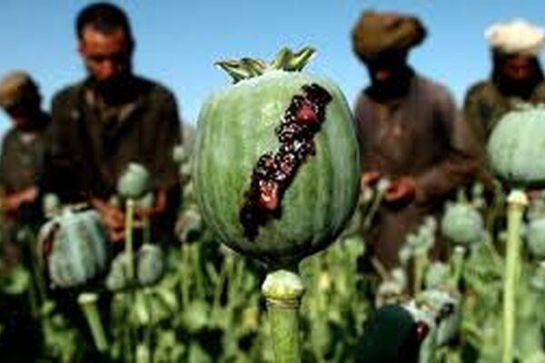 قیمت نجومی تریاک با ممنوعیت کاشت خشخاش در افغانستان
