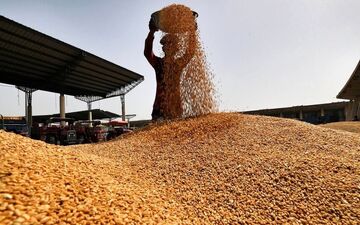 خبرخوش برای گندمکاران/پرداخت پول گندم از این هفته