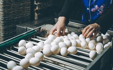 پیشنهاد جدید برای کنترل نوسانات بازار تخم‌مرغ
