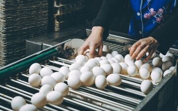 پیشنهاد جدید برای کنترل نوسانات بازار تخم‌مرغ