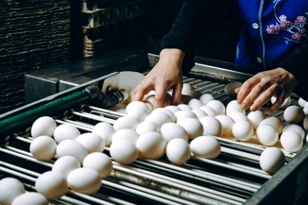 مرغداران در انتظار خرید تضمینی/ قیمت تخم‌مرغ ارزان شد؟