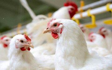 اعلام قیمت تمام شده مرغ برای مرغداران 
