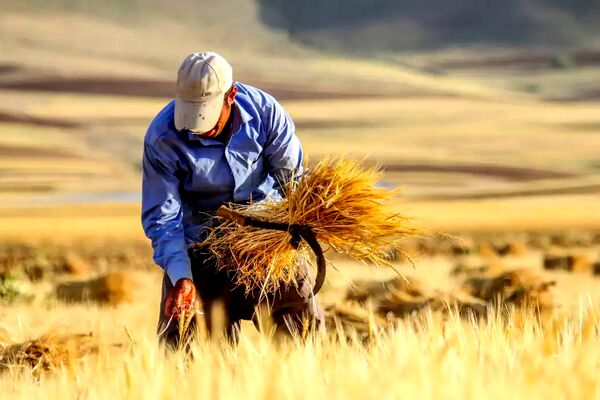 ابلاغ قیمت خرید تضمینی گندم برای سال زراعی ۱۴۰۵