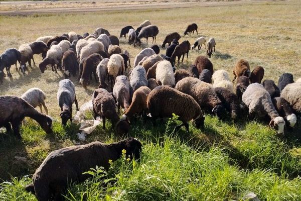 تولید گوشت گوسفند در اسفند ۱۳۱ درصد گرانتر شد