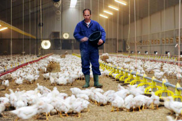 لزوم جمع آوری روزانه هزار تن مرغ مازاد از سطح بازار 