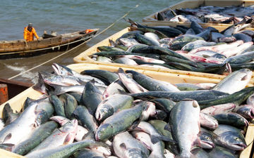 تولیدکنندگان ماهی تشنه حمایت/قیمت ماهی تابع قیمت مرغ است