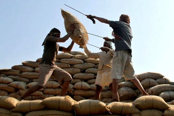 ناکامی دولت در بازار برنج/واردات گسترده در فصل برداشت