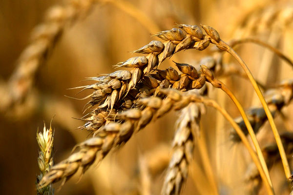 امسال چقدر گندم وارد می‌شود؟