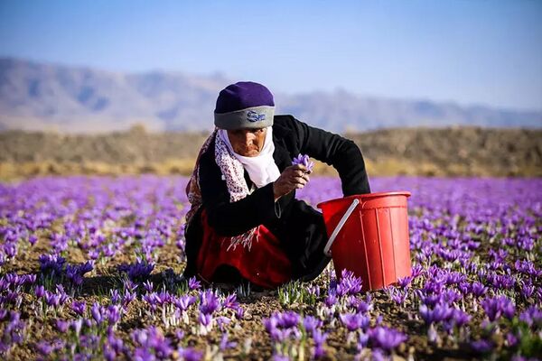 بررسی رقابت ایران و افغانستان در بازار زعفران