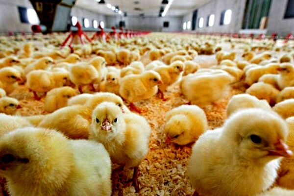 تعیین نرخ توافقی برای خرید جوجه یک روزه