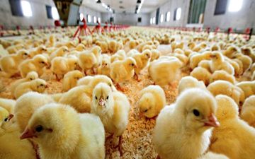 نیازی به واردات جوجه یکروزه نداریم /تولید ماهانه ۲۳۰ هزار تن مرغ گرم نیاز است