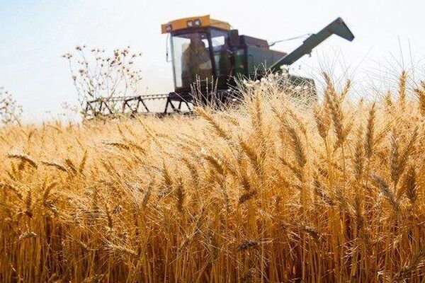 تنها 8 درصد غذای ایرانیان از دیم‌زارها تامین می‌شود!