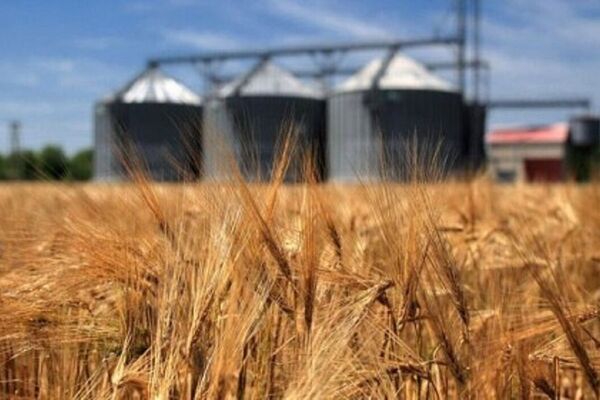 ازسرگیری واردات گندم به کشور+جزییات