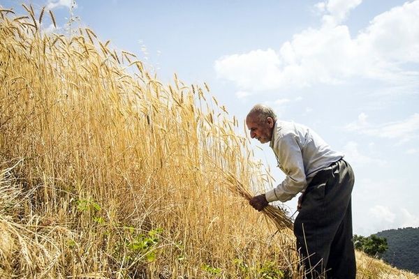 غیبت دولتی‌ها بازهم قیمت کالاهای اساسی را بلاتکلیف گذاشت