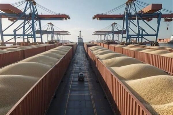 سیگنال مثبت انجمن غلات به بازار دام و طیور
