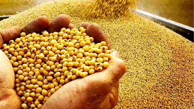 پیش‌بینی آینده غلات در بازار جهانی/ کاهش ۲درصدی تولید برنج