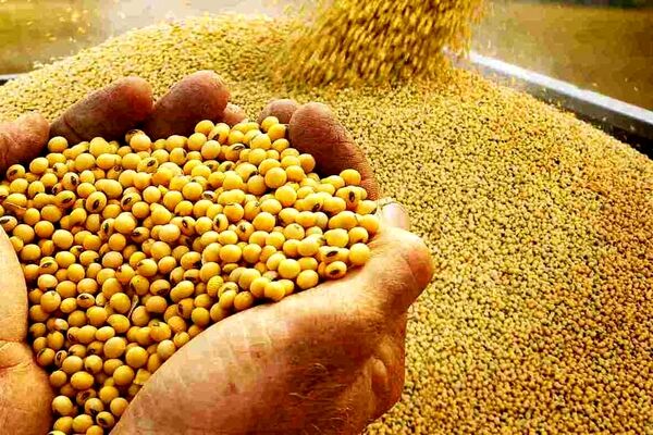 بدهی ۲۰۰ همتی خرید گندم در انتظار دولت چهاردهم