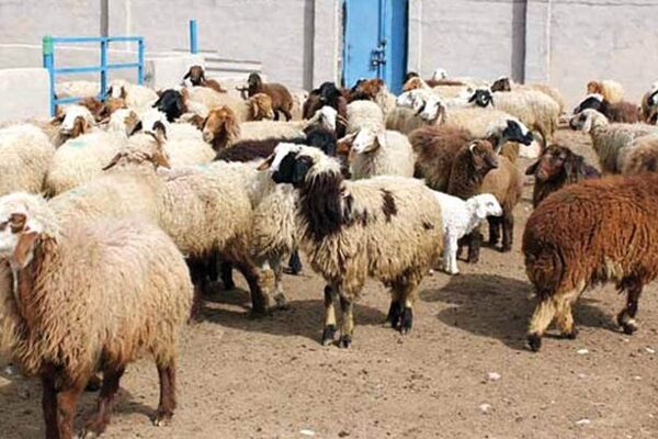اعلام قیمت دام زنده برای عاشورای حسینی 