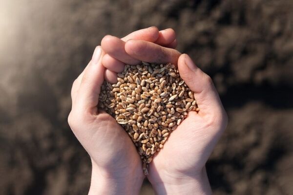 ابلاغیه جدید دولت درباره امنیت غذایی کشور