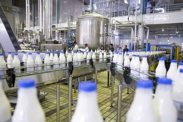 کاهش ۲۰تا۳۰درصدی تولید لبنیات