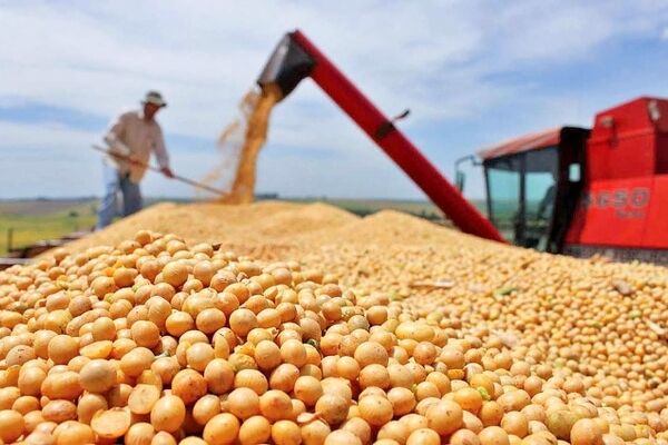 دولت از ورود ورطه نهاده‌های دامی پا پس کشید؟