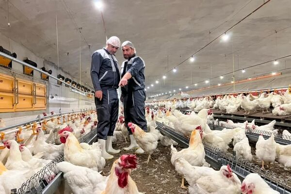 ترکش‌های صادرات به بازار مرغ/ گرانی مرغ در راه است؟