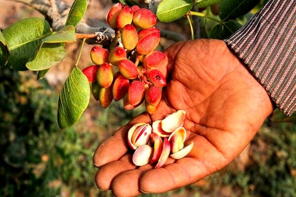 تغییر مسیر بسته‌بندی و آمادگی پسته برای صادرات
