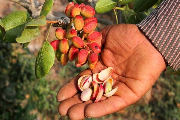 پوکی پسته کرمان به دلیل قطعی برق 