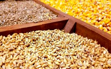 واردات مستقیم نهاده دامی توسط زنجیره‌های بزرگ