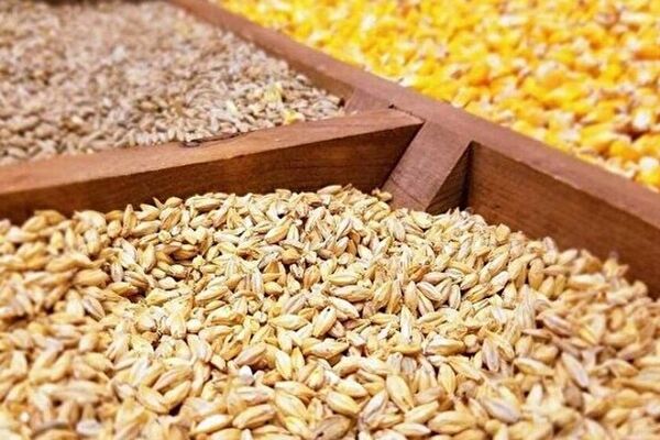 کسری 2میلیون تنی جو در کشور/تامین نیاز داخل با واردات